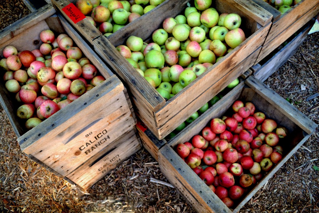 aApple Picking 020