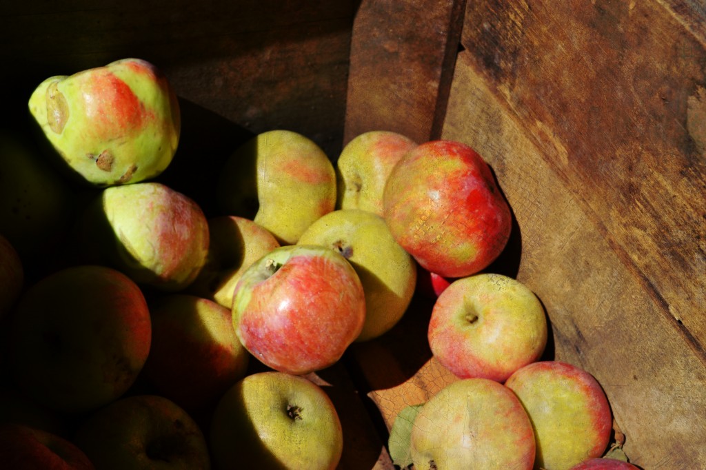 aApple Picking 124