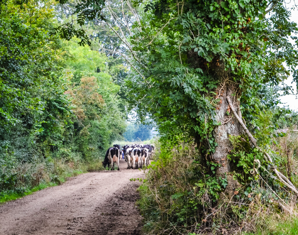 Riding a Jeep through Normandy and herd of Norman cows