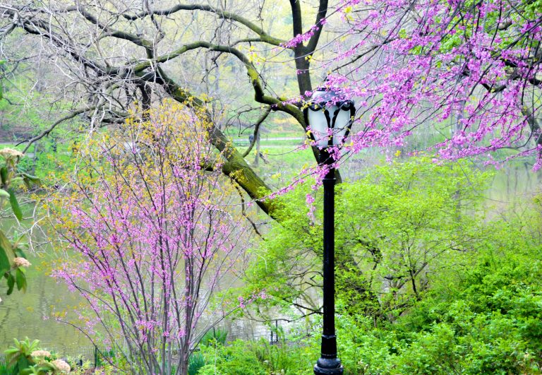 New York’s Central Park in Springtime