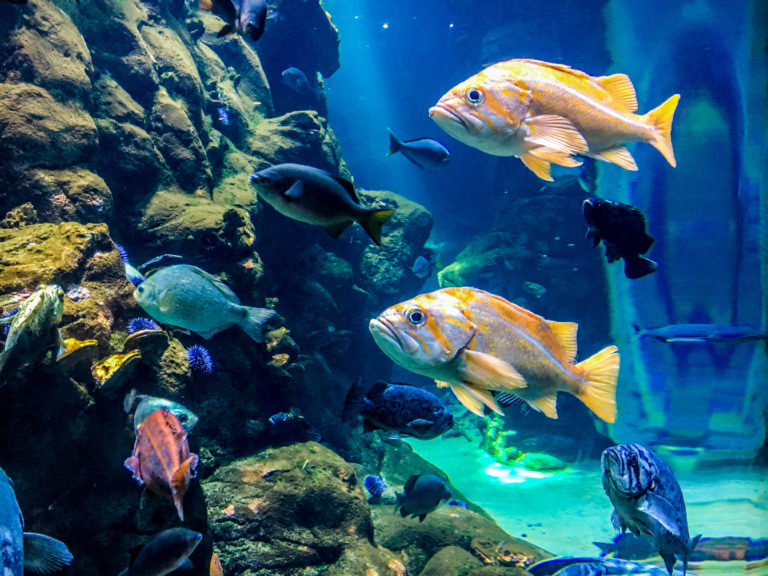 A Day at the Academy of Sciences Museum