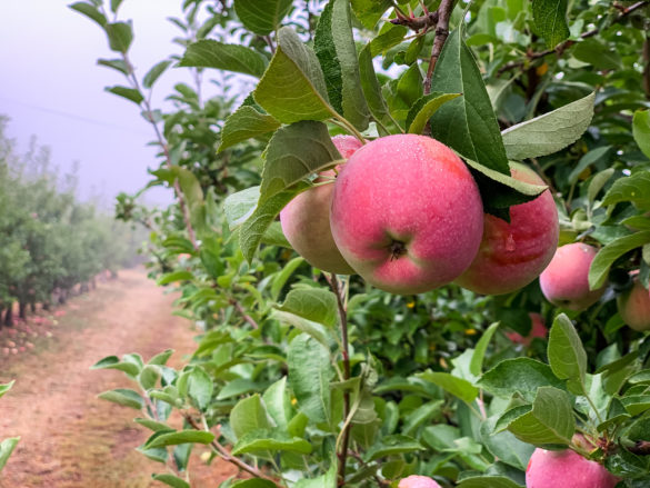 Apple Days Julian California