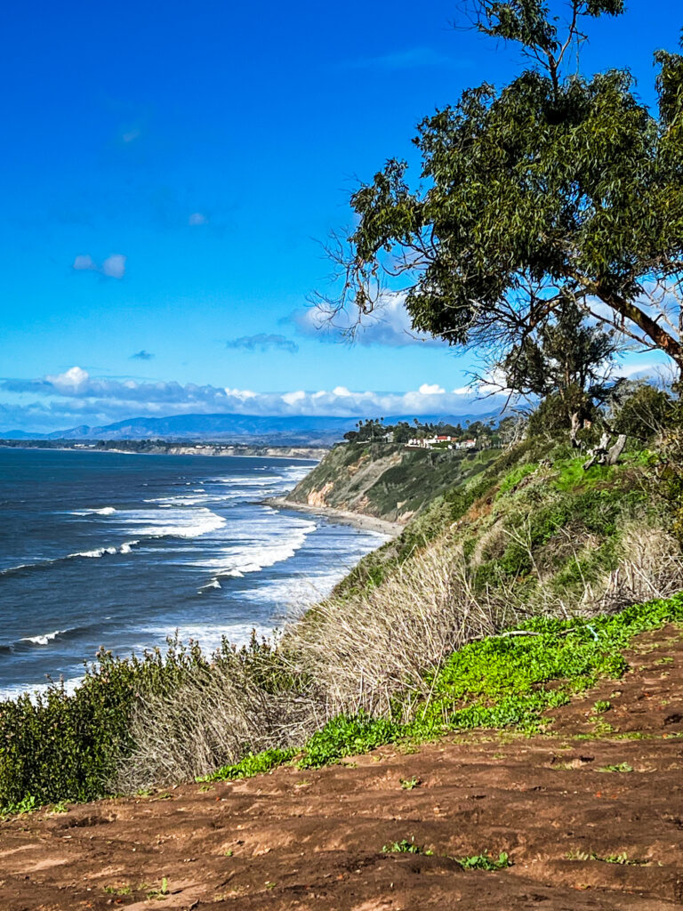 Douglas Family Preserve, Santa Barbara, CA, bluffs and trees above the Pacific Ocean