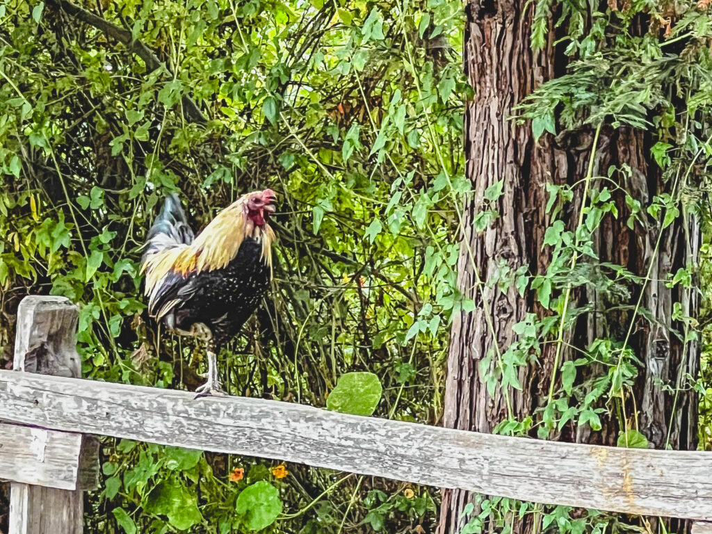 Wild rooster on a fence in Arroyo Grande