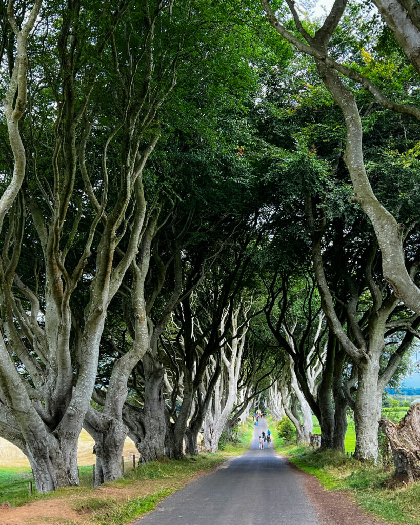 Dark Hedges Northern Ireland